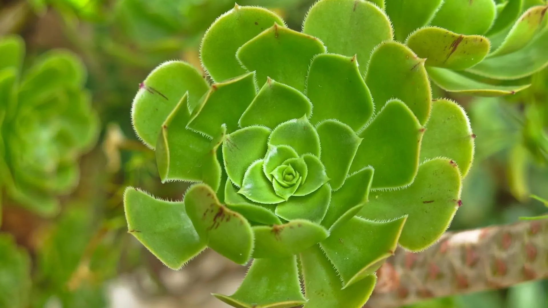 Hébergement de vacances Casa Centrica Con Bonito Jardin Con 3 Dormitorios Aracena Espagne