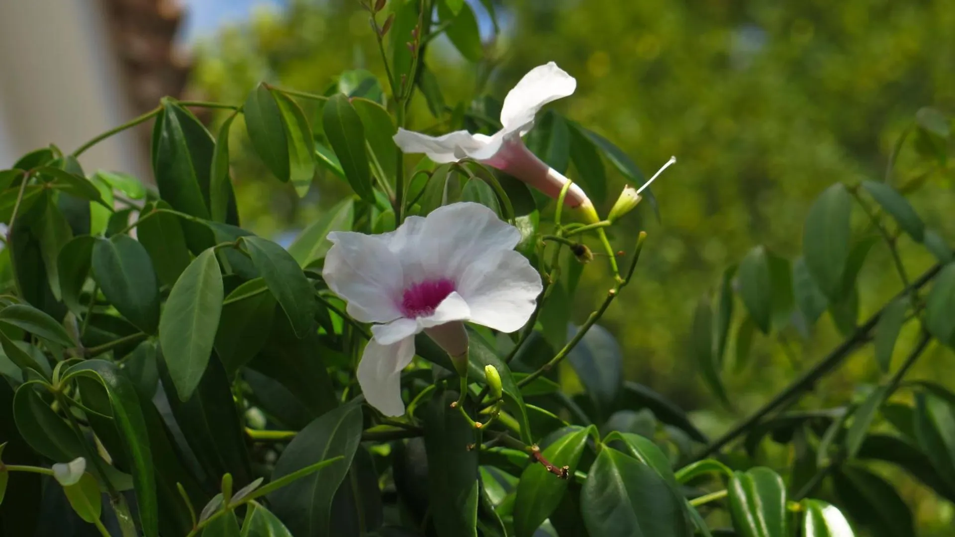 Casa Centrica Con Bonito Jardin Con 3 Dormitorios Aracena Holiday home